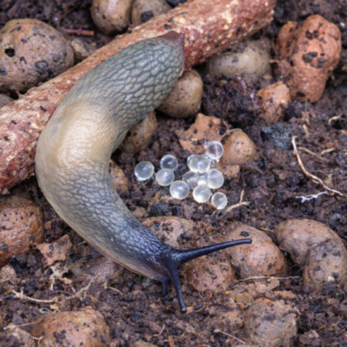 Mustpeanälkjas munadega Foto Ene Grass teokaart